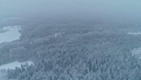 forest on a foggy, winter day in the northern europe wilderness - aerial pull back tilt up reveal