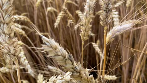 forward moving macro shot between wheat field with waving spikelets and corns