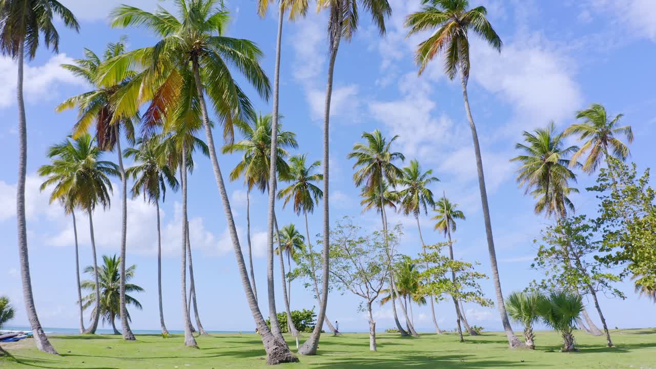 플라야 코스타 에스메랄다, 미체스, 도미니카 공화국에서 여름에 푸른 하늘을 배경으로 해변에 있는 열대 야자수