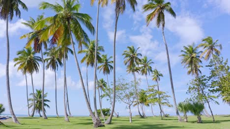 palmeras tropicales en la playa contra el cielo azul en verano en playa costa esmeralda, miches, república dominicana