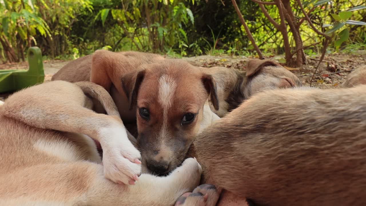 Homeless puppies on the streets of the city.