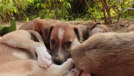 cachorros sin hogar en las calles de la ciudad.