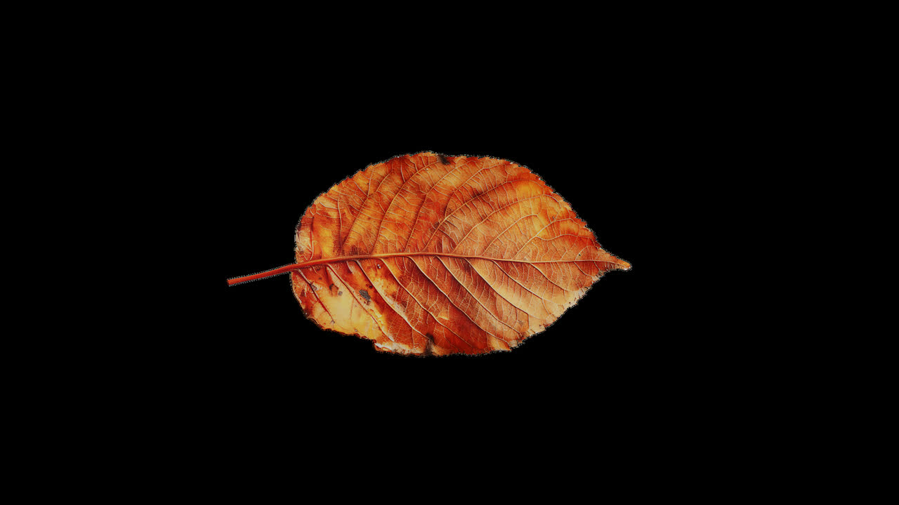 Foglie di autunno su sfondo nero