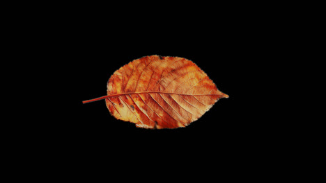 autumn leaves on a black background