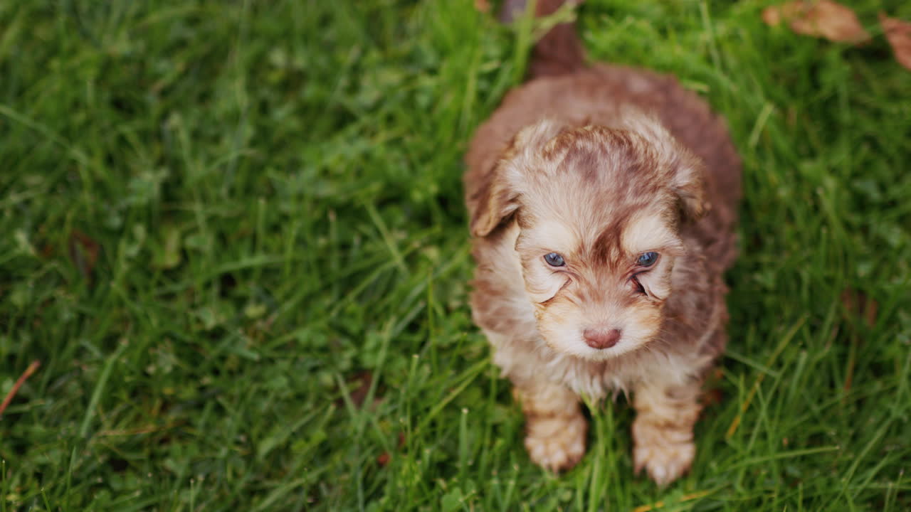 retrato de un lindo cachorro de ojos azules contra el fondo de la hierba verde