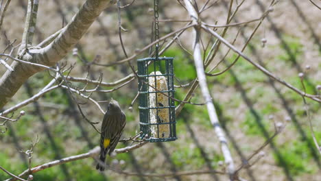 yellow rumped warbler at a suet bird-feeder during late-winter in south carolina