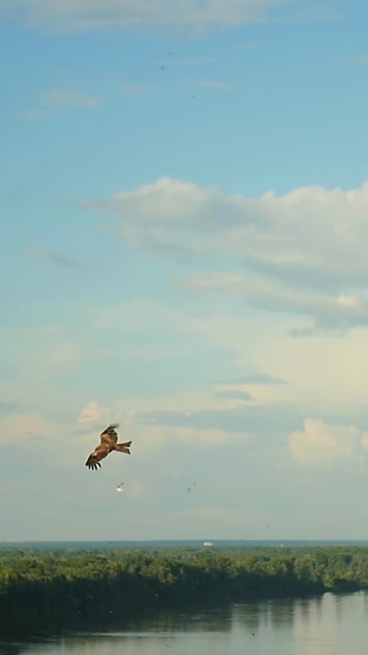Bird of Prey Soaring Above Forest