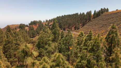 Bella-Toma-Aérea-Del-Exuberante-Bosque-Verde-En-Las-Montañas-De-Gran-Canaria-En-Un-Día-Soleado