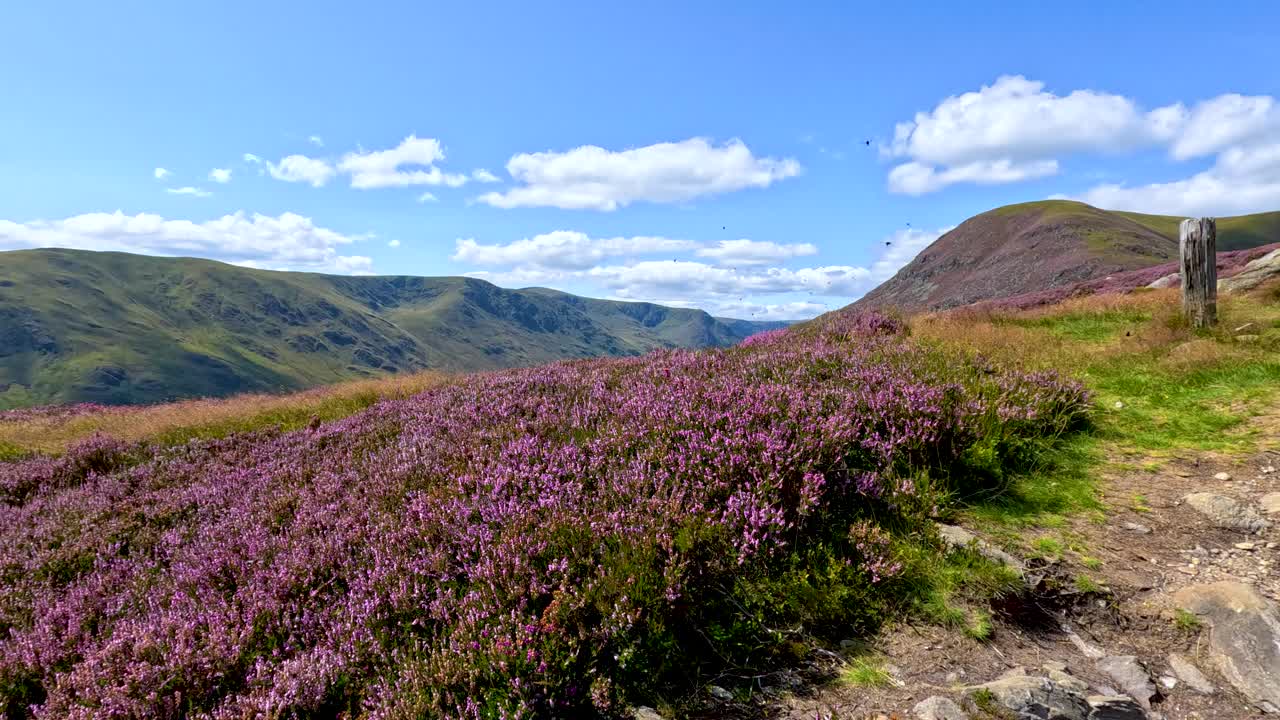 A dragonfly hovers and flies above blooming heather in a sunlit Scottish Highland landscape, captured with smooth camera panning and vibrant natural lighting