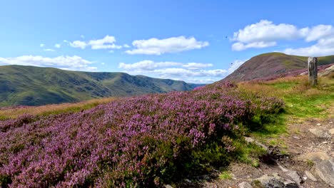 a dragonfly hovers and flies above blooming heather in a sunlit scottish highland landscape, captured with smooth camera panning and vibrant natural lighting