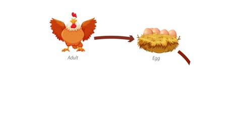 animated sequence depicting stages of chicken development