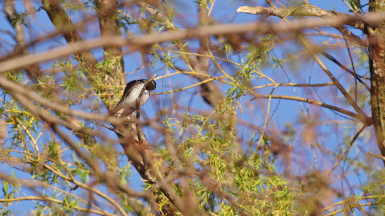 Captivating slow-mo footage of purple martins showing off in midair for courtship.