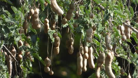 tamarind tree fruit - food