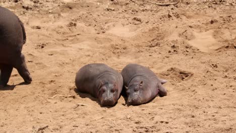 dos crías de hipopótamo tomando el sol en la arena en la reserva nacional de masai mara, kenya