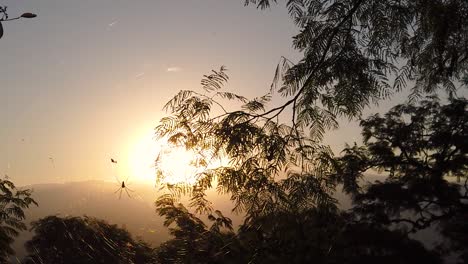 araña captada en cámara en un bosque con la puesta de sol en el fondo
