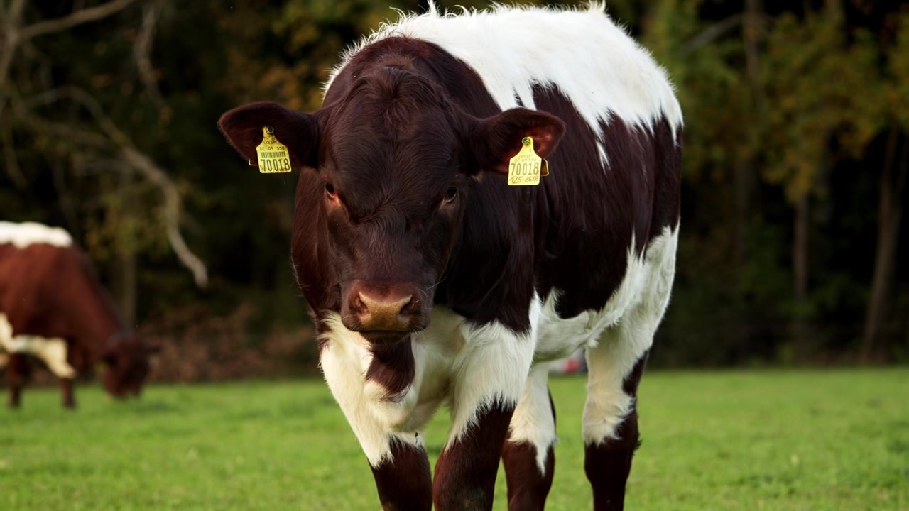 Mucca marrone e bianca con marche auricolari che pascola su un lussureggiante pascolo verde in una giornata di sole in campagna