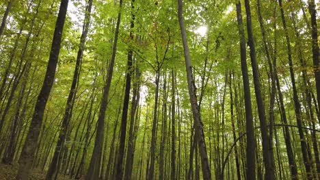 Schöner-Herbstwaldspaziergang,-Ländliche-Szene-In-Der-Herbstsaison