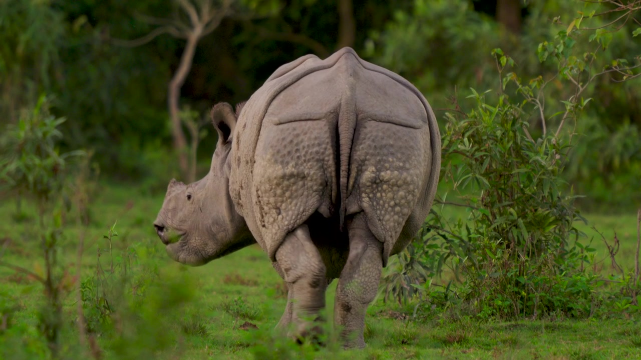 Un maestoso rinoceronte indiano pascola pacificamente in un vibrante campo verde, mostrando la fauna selvatica e la natura.