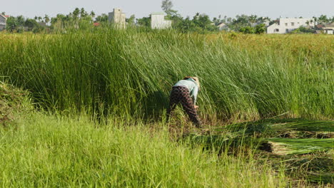 skilled woman collects natural materials to handcraft traditional mattresses in quang nam province, vietnam