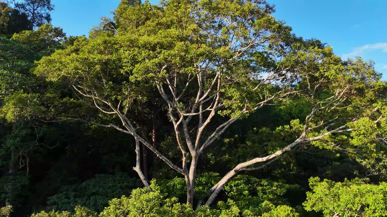 Aerial: rainforest jungle trees during the day in Taman Negara National Park in Peninsular Malaysia, establishing drone shot