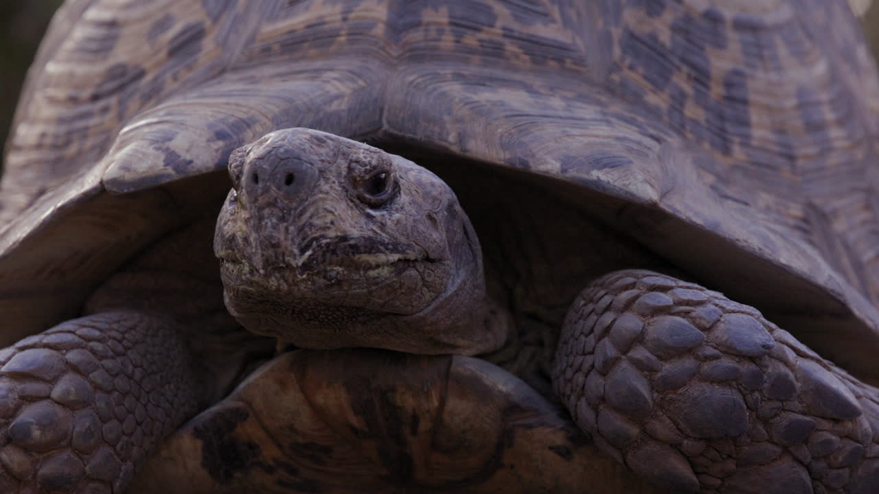 Leopard tortoise turns head away from camera to show side profile of face - close up on face