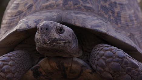 leopard tortoise turns head away from camera to show side profile of face - close up on face