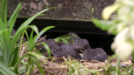 adorable baby otters playing near a drain