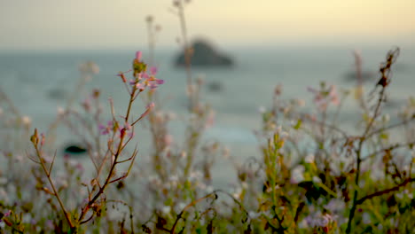 Hermosas-Flores-Silvestres-En-Un-Acantilado-Con-Vista-Al-Océano-Pacífico,-Meciéndose-Suavemente-En-El-Viento