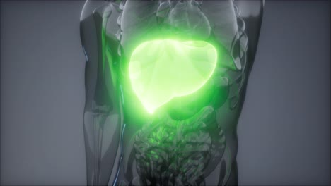 human liver radiology exam