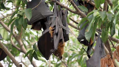 Säugetiere-Fledermaus,-Die-Als-Wirklich-Fliegend-Gilt