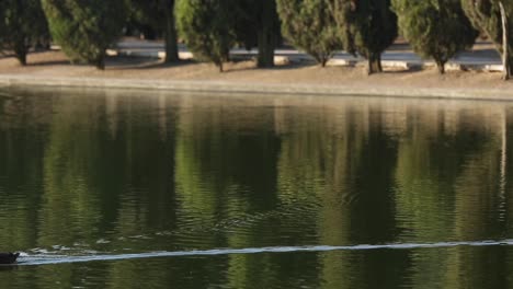 Un-Pato-Nadando-En-El-Lago-En-Chapultepec-Mexico