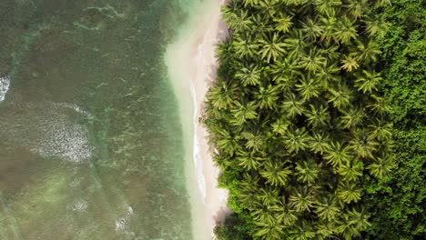 Toma-Aérea-De-Arriba-Hacia-Abajo-De-Olas-Verdes-Que-Se-Lavan-En-La-Exuberante-Playa-De-Palmeras-De-Indonesia