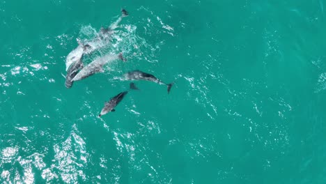 grupo de delfines que se aparean tiro de dron raro de los delfines reproduciéndose y apareándose, tiro de drone de arriba hacia abajo