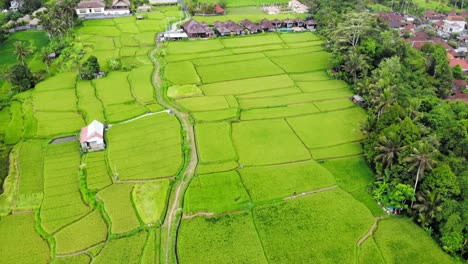 Paisaje-Escénico-De-Campos-De-Arroz-Verdes-De-La-Aldea-De-Ubud-En-Bali,-Indonesia---Plataforma-Rodante-Aérea-Con-Drones-Y-Toma-Inclinada-Hacia-Abajo