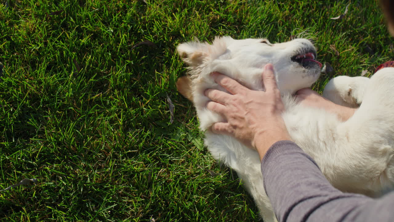위쪽 전망: 한 남자가 푸른 잔디에서 골든 리트리버 강아지와 놀고 있다.
