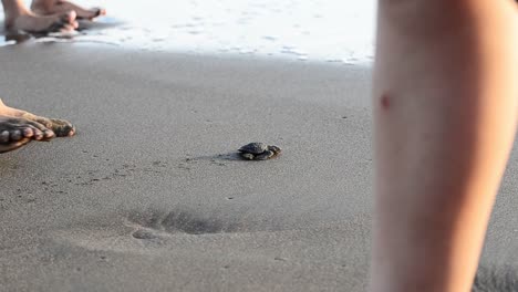 baby turtle on a beach in costa rica making its way to the pacific ocean