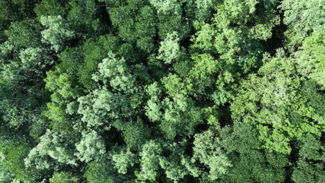 Bosque-De-Manglares-Alejar,-Elevación-De-Drones