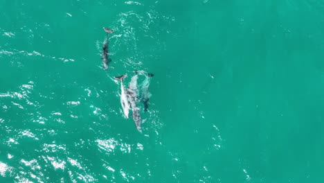 un grupo de delfines apareándose imágenes raras de aviones no tripulados de los delfines reproduciéndose y apareándose, de cerca de arriba hacia abajo disparadas por aviones no pilotados