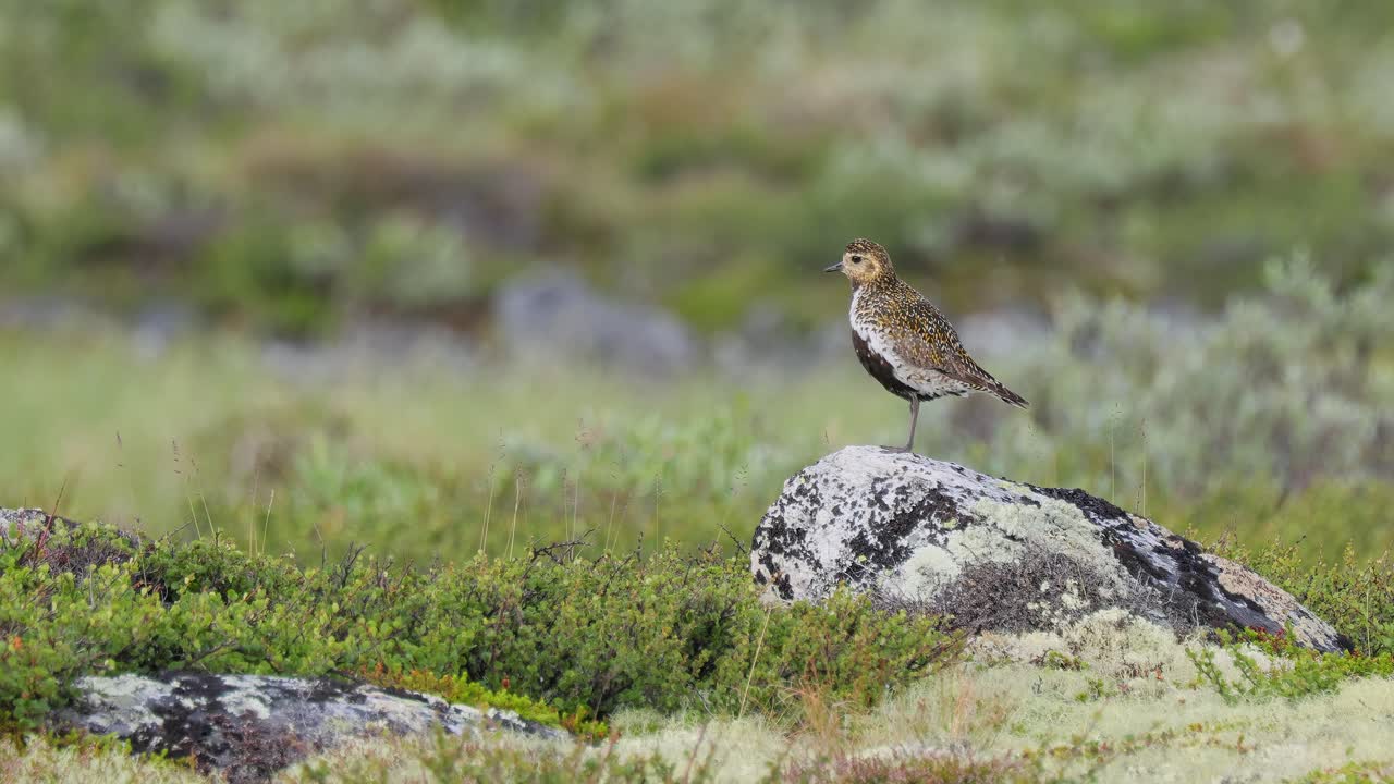 plover dorado en una roca