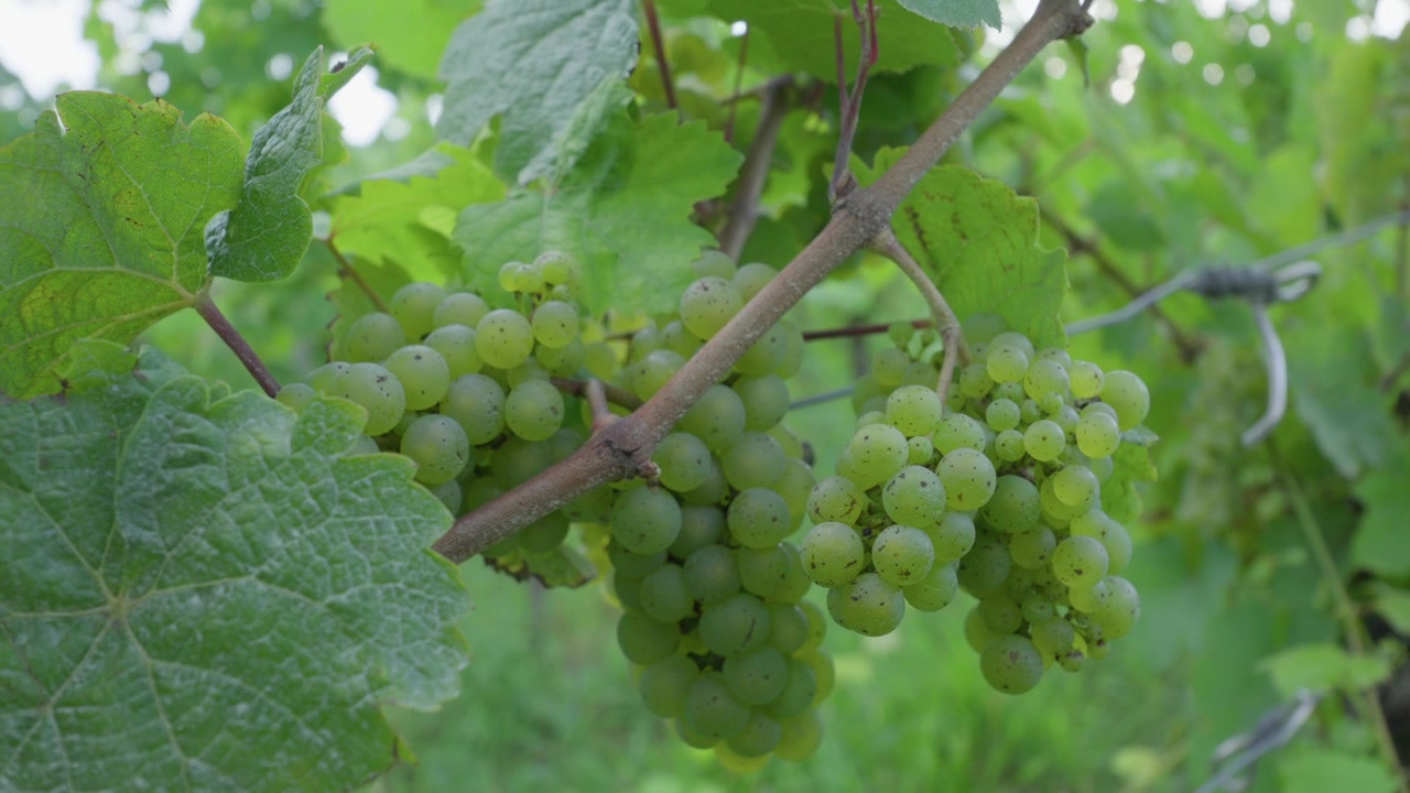 Acini d'uva verde fittamente raggruppati che maturano al sole su un rigoglioso tralcio di vigna.