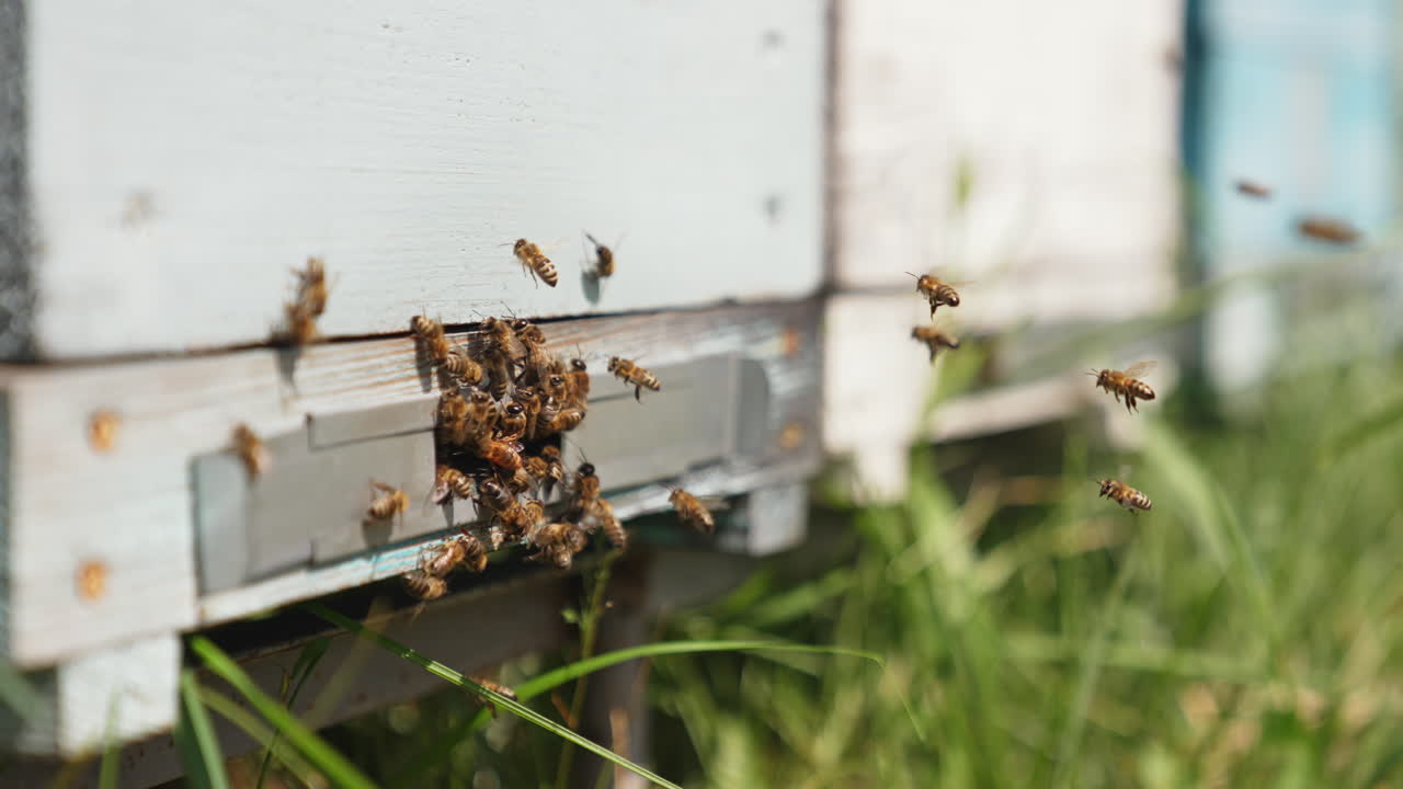 Bee activity at the entrance of the hive. Many bees carrying pollen and honey into the beehive. Bees flying into a wooden hive. Close-up.
