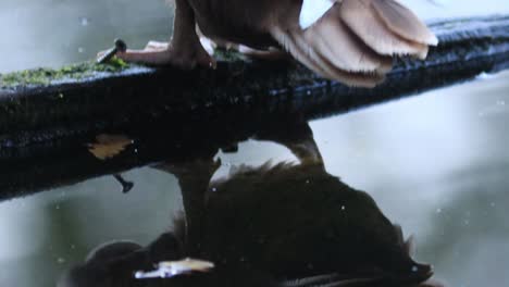 Reflection-of-a-grooming-Muscovy-duck-in-a-pond-revealing-the-bird-wiggling-its-tail-arranging-its-white-brown-feather-plumage-at-twilight