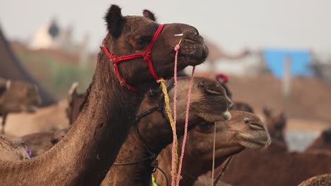 camellos en cámara lenta en la feria de pushkar, también llamada feria de camellos de pushkar o localmente como kartik mela es una feria anual de varios días de ganado y cultural que se celebra en la ciudad de pushkar rajasthan, india.