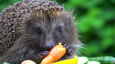 a playful hedgehog enjoying a colorful feast of fresh vegetables, featuring a crunchy carrot and a variety of healthy snacks in a lush green environment