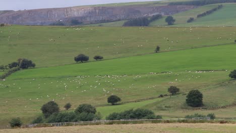 Weidende-Schafe-Mit-Steinbruch-Im-Hintergrund