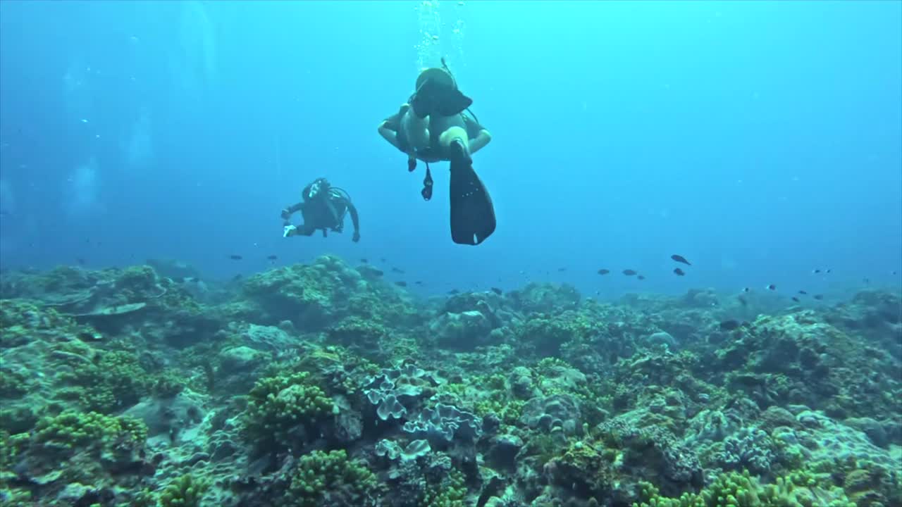 Group of Female Scuba Divers Exploring Coral Reef Underwater, Paje Zanzibar Tanzania