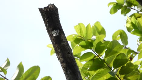 Pájaro-Carpintero-En-El-árbol-Encontrando-Comida-Uhd-Mp4-4k-Video.