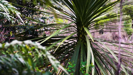 wild exotic cabbage tree with sharp leaves, static view with light breeze