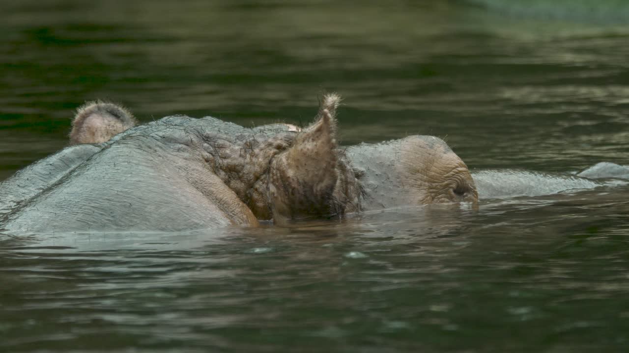 самец бегемота на плаву в загрязненной воде