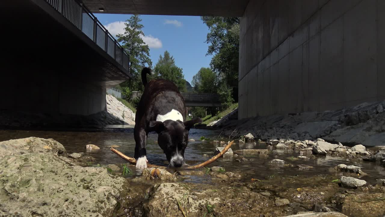 Um cão Staffie brincando com um graveto na água em um riacho perto de uma ponte